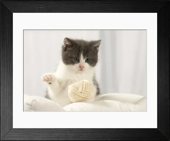 Framed Print : Picture No. 11092087 Framed Print : Picture No. 11092087