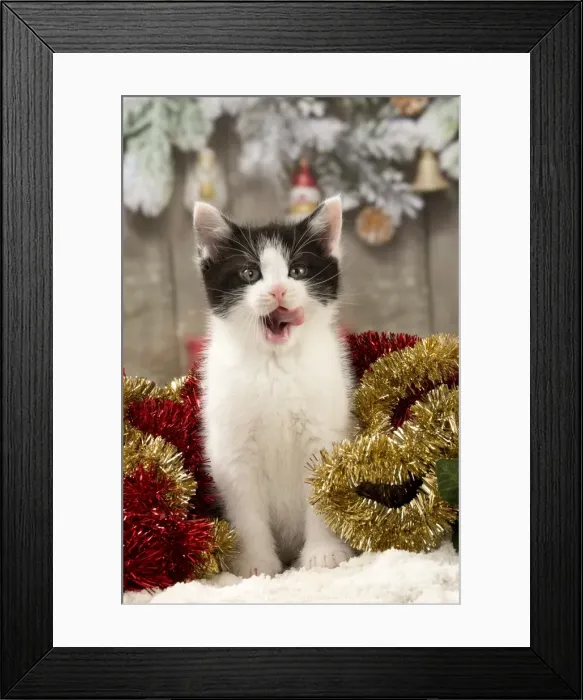 Framed Print : Picture No. 11092091 Framed Print : Picture No. 11092091