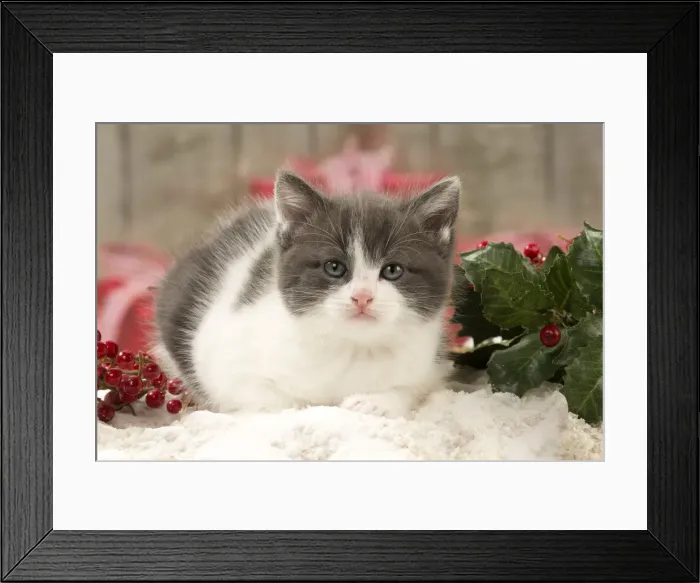 Framed Print : Picture No. 11092094 Framed Print : Picture No. 11092094