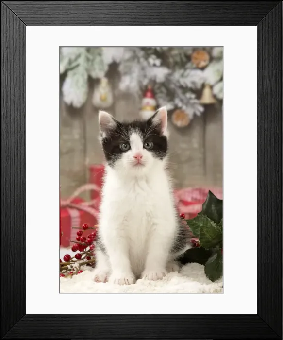 Framed Print : Picture No. 11092092 Framed Print : Picture No. 11092092