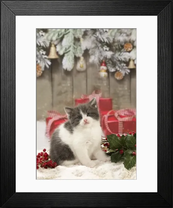 Framed Print : Picture No. 11092095 Framed Print : Picture No. 11092095