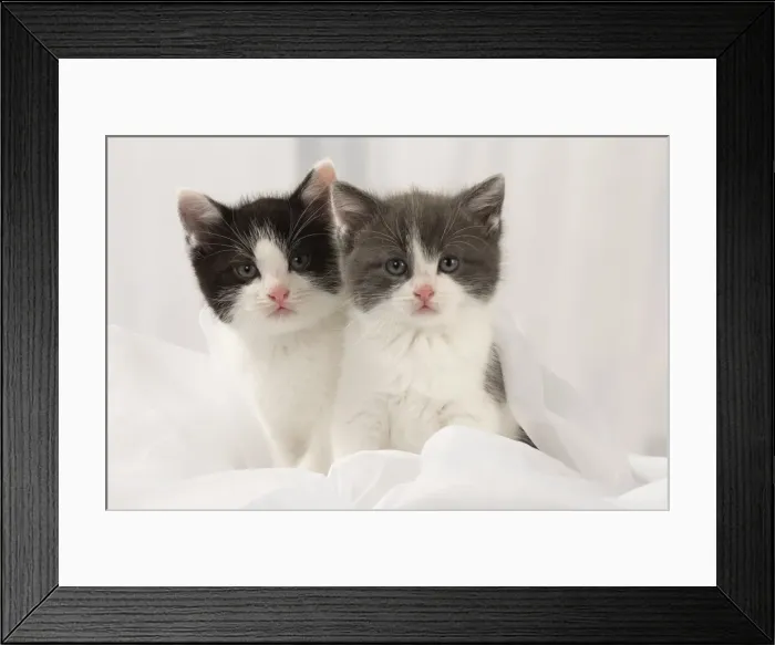 Framed Print : Picture No. 11092103 Framed Print : Picture No. 11092103