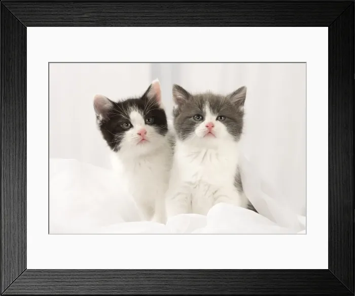 Framed Print : Picture No. 11092104 Framed Print : Picture No. 11092104