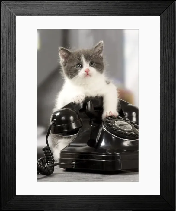 Framed Print : Picture No. 11092107