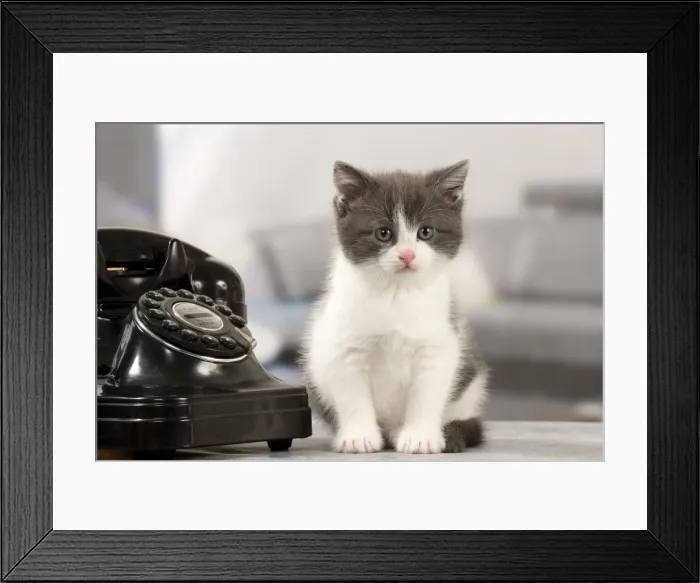 Framed Print : Picture No. 11092108 Framed Print : Picture No. 11092108