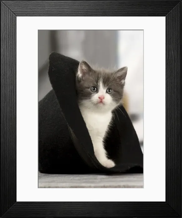 Framed Print : Picture No. 11092106 Framed Print : Picture No. 11092106