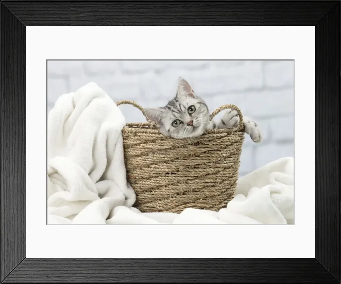 Framed Print : Picture No. 11092112 Framed Print : Picture No. 11092112