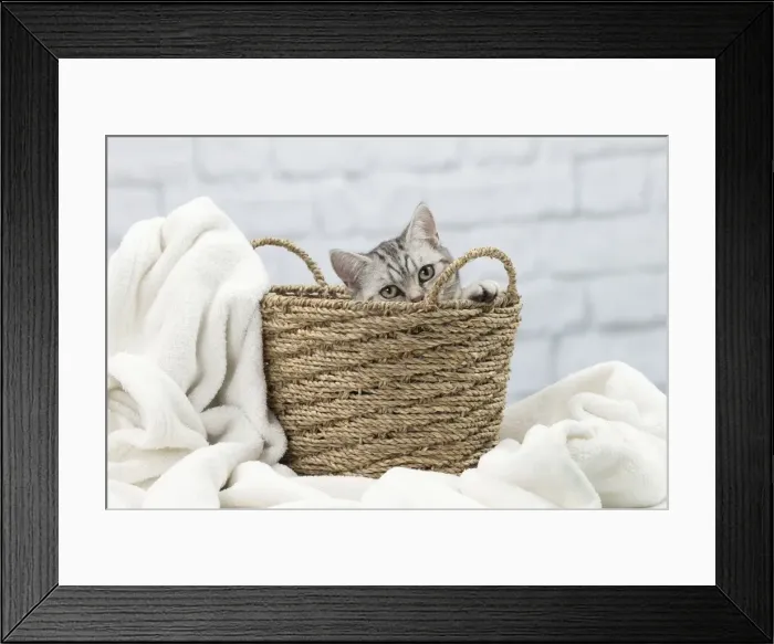 Framed Print : Picture No. 11092113 Framed Print : Picture No. 11092113