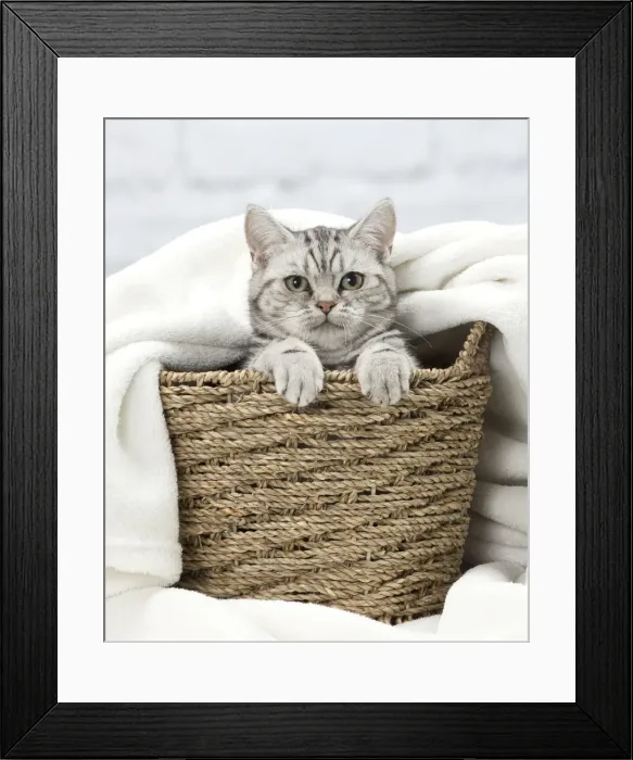 Framed Print : Picture No. 11092111 Framed Print : Picture No. 11092111