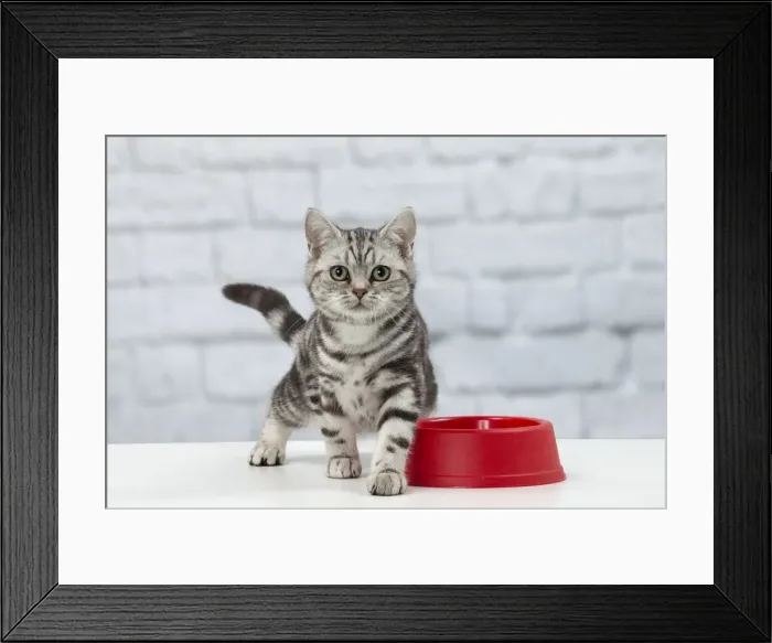 Framed Print : Picture No. 11092118 Framed Print : Picture No. 11092118