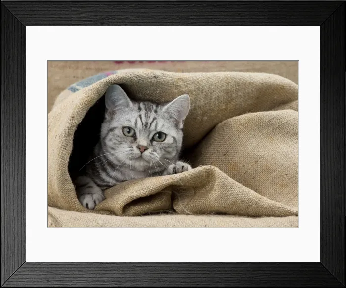 Framed Print : Picture No. 11092116 Framed Print : Picture No. 11092116
