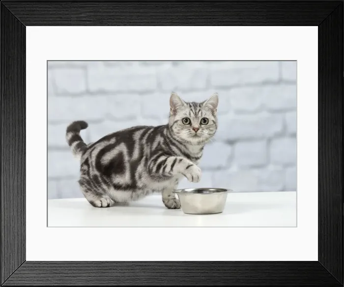 Framed Print : Picture No. 11092119 Framed Print : Picture No. 11092119