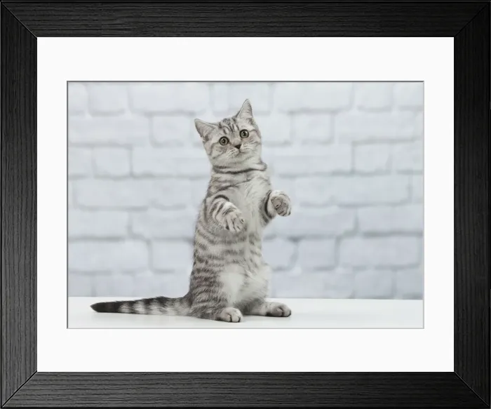 Framed Print : Picture No. 11092121 Framed Print : Picture No. 11092121