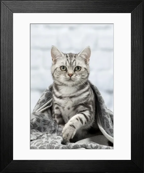 Framed Print : Picture No. 11092120 Framed Print : Picture No. 11092120