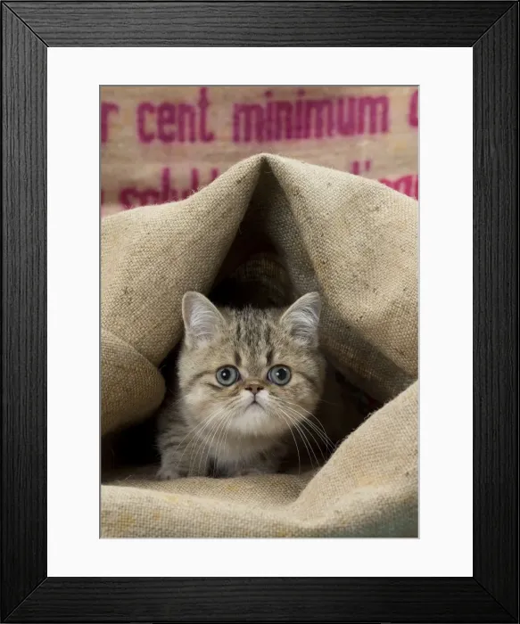 Framed Print : Picture No. 11092125 Framed Print : Picture No. 11092125