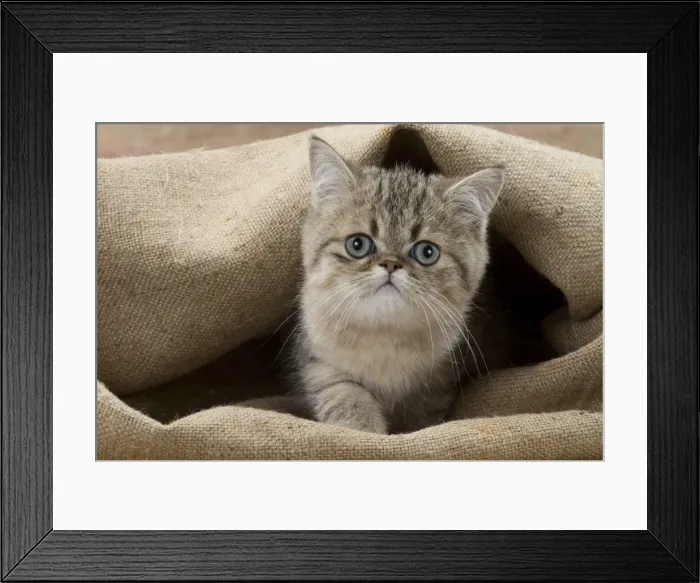 Framed Print : Picture No. 11092127