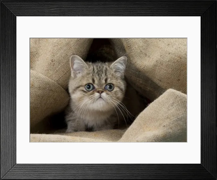 Framed Print : Picture No. 11092126 Framed Print : Picture No. 11092126