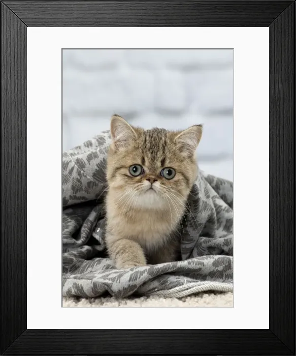 Framed Print : Picture No. 11092130