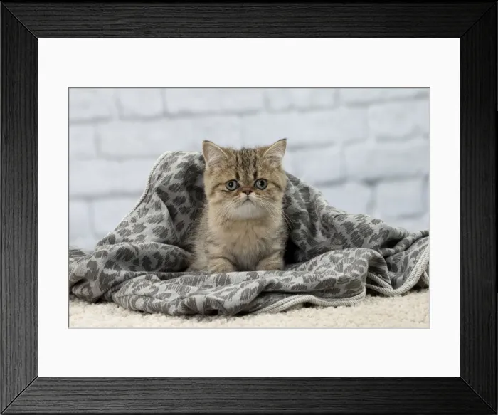 Framed Print : Picture No. 11092131 Framed Print : Picture No. 11092131