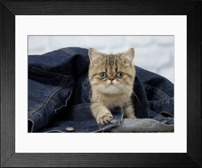Framed Print : Picture No. 11092133 Framed Print : Picture No. 11092133
