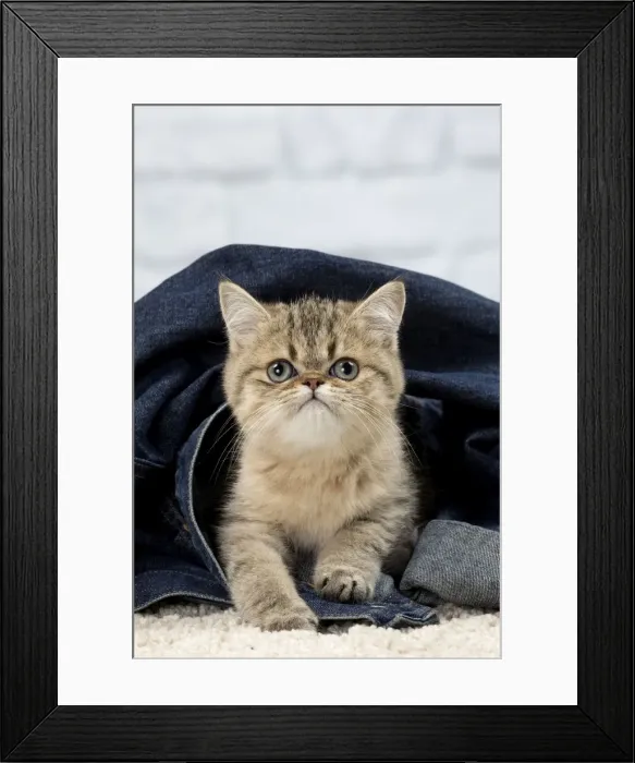 Framed Print : Picture No. 11092132 Framed Print : Picture No. 11092132