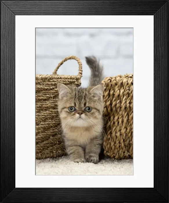 Framed Print : Picture No. 11092135 Framed Print : Picture No. 11092135