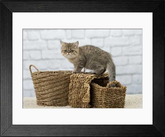 Framed Print : Picture No. 11092134 Framed Print : Picture No. 11092134