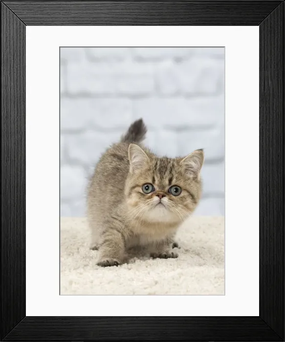 Framed Print : Picture No. 11092136 Framed Print : Picture No. 11092136