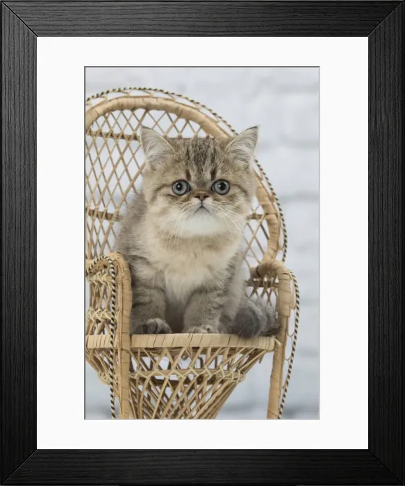 Framed Print : Picture No. 11092139 Framed Print : Picture No. 11092139