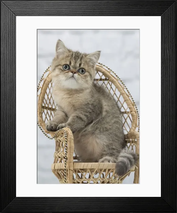 Framed Print : Picture No. 11092140 Framed Print : Picture No. 11092140