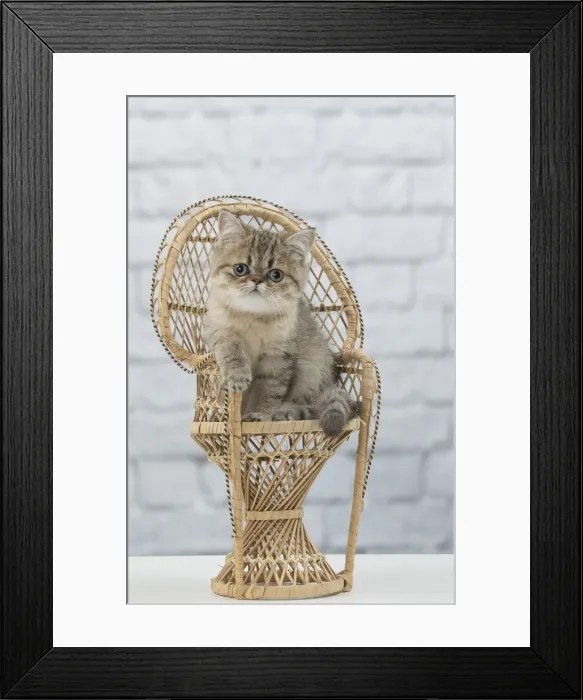 Framed Print : Picture No. 11092142 Framed Print : Picture No. 11092142