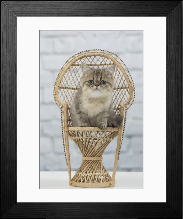 Framed Print : Picture No. 11092143 Framed Print : Picture No. 11092143