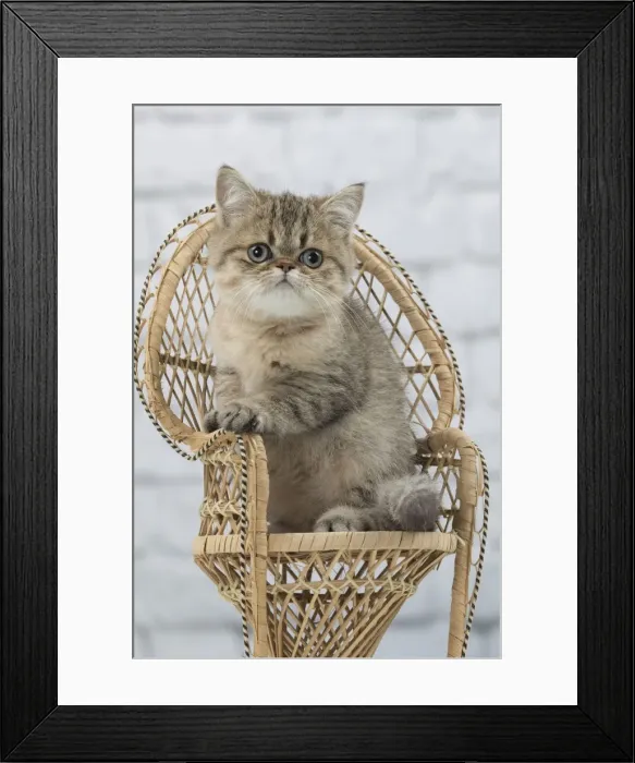 Framed Print : Picture No. 11092141 Framed Print : Picture No. 11092141