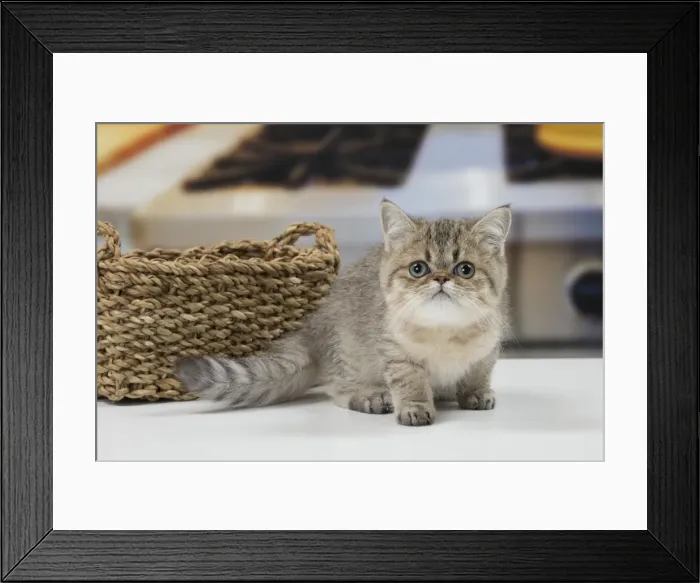 Framed Print : Picture No. 11092147 Framed Print : Picture No. 11092147