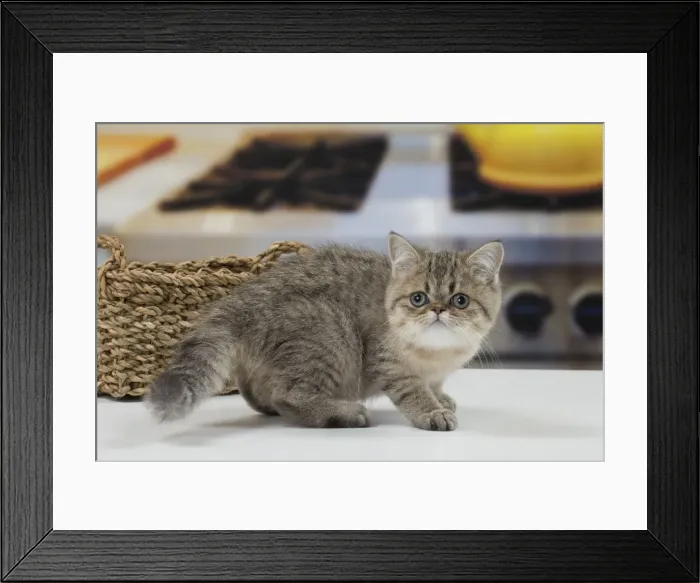 Framed Print : Picture No. 11092146 Framed Print : Picture No. 11092146