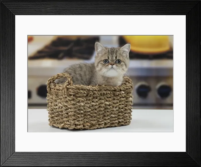 Framed Print : Picture No. 11092148 Framed Print : Picture No. 11092148
