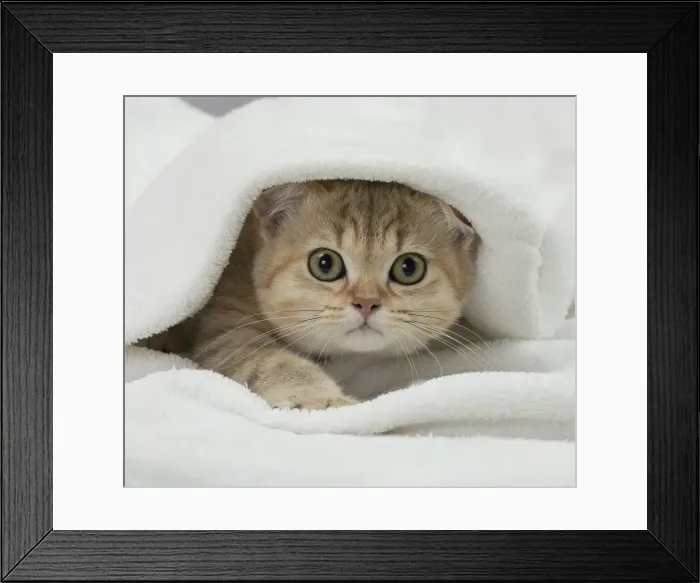 Framed Print : Picture No. 11092150 Framed Print : Picture No. 11092150