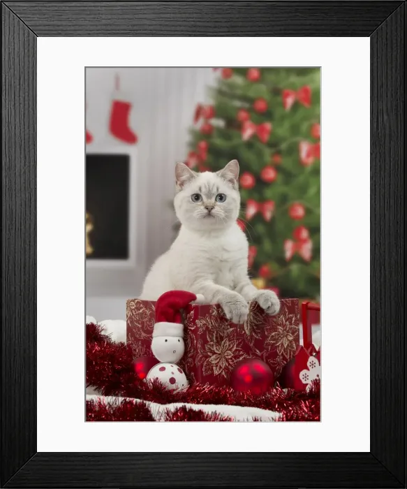 Framed Print : Picture No. 11092152 Framed Print : Picture No. 11092152