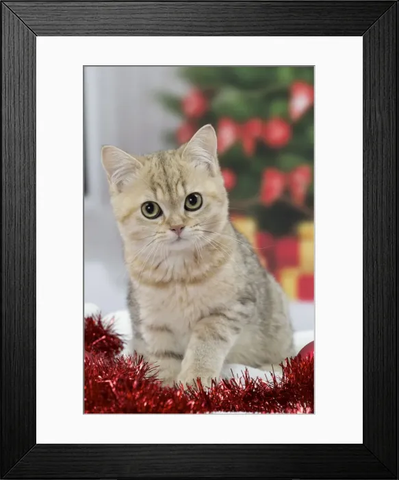 Framed Print : Picture No. 11092151 Framed Print : Picture No. 11092151
