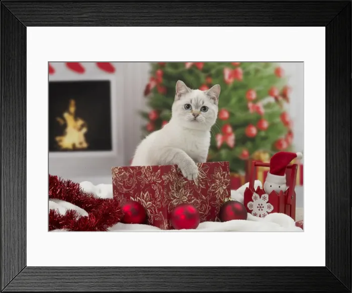 Framed Print : Picture No. 11092154 Framed Print : Picture No. 11092154