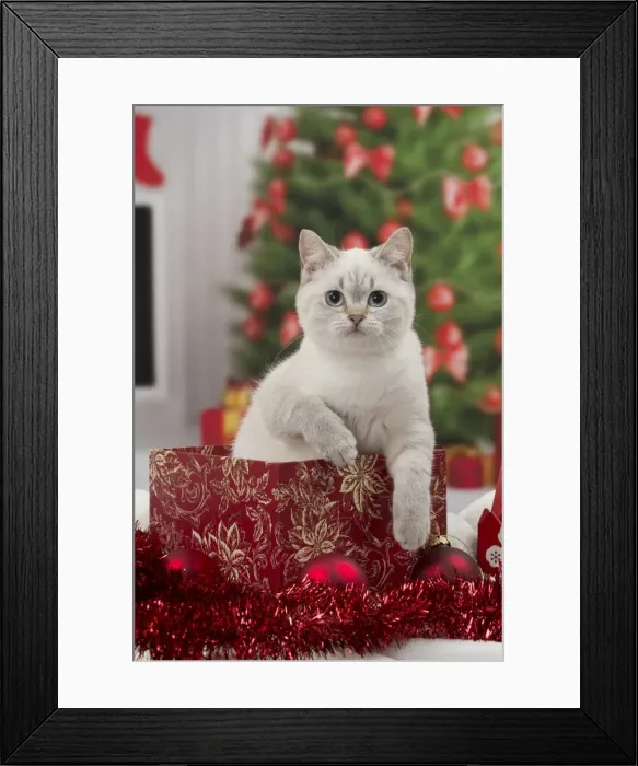 Framed Print : Picture No. 11092153 Framed Print : Picture No. 11092153