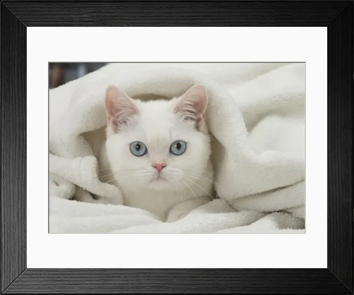 Framed Print : Picture No. 11092157 Framed Print : Picture No. 11092157