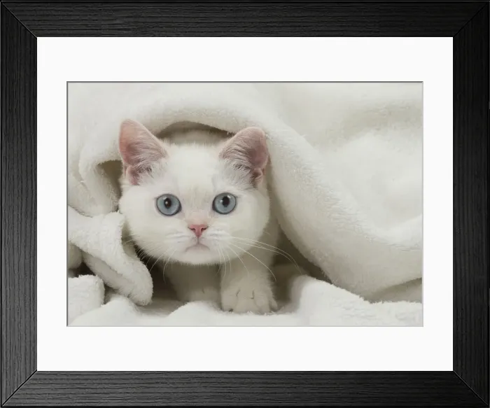 Framed Print : Picture No. 11092158 Framed Print : Picture No. 11092158