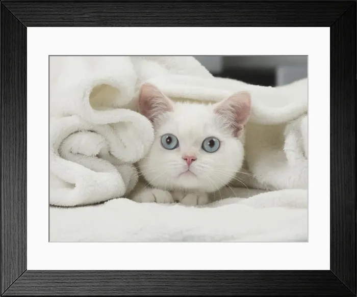 Framed Print : Picture No. 11092159 Framed Print : Picture No. 11092159