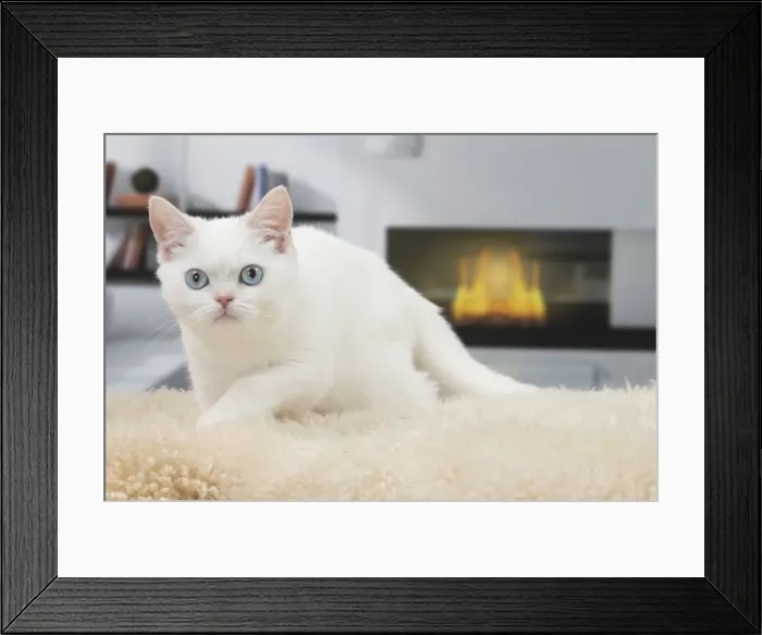 Framed Print : Picture No. 11092160 Framed Print : Picture No. 11092160