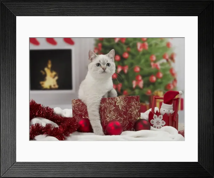 Framed Print : Picture No. 11092155 Framed Print : Picture No. 11092155