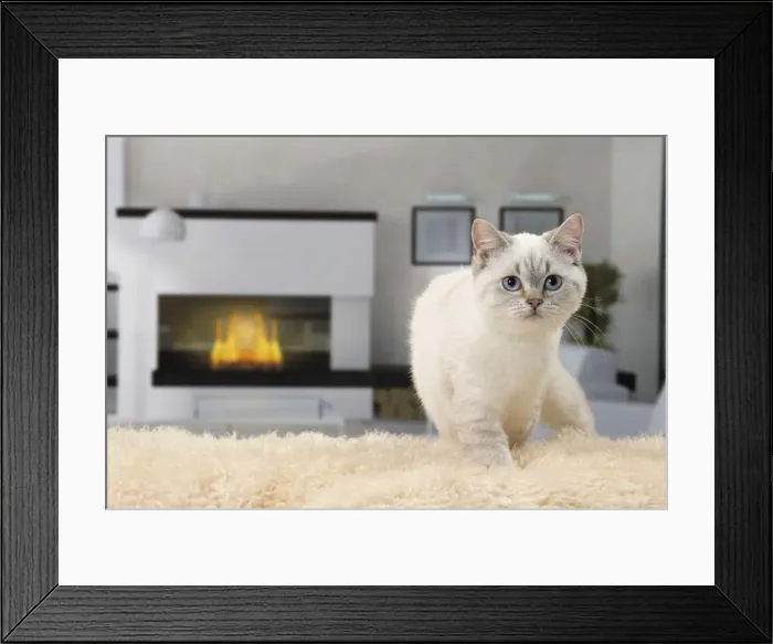 Framed Print : Picture No. 11092163 Framed Print : Picture No. 11092163