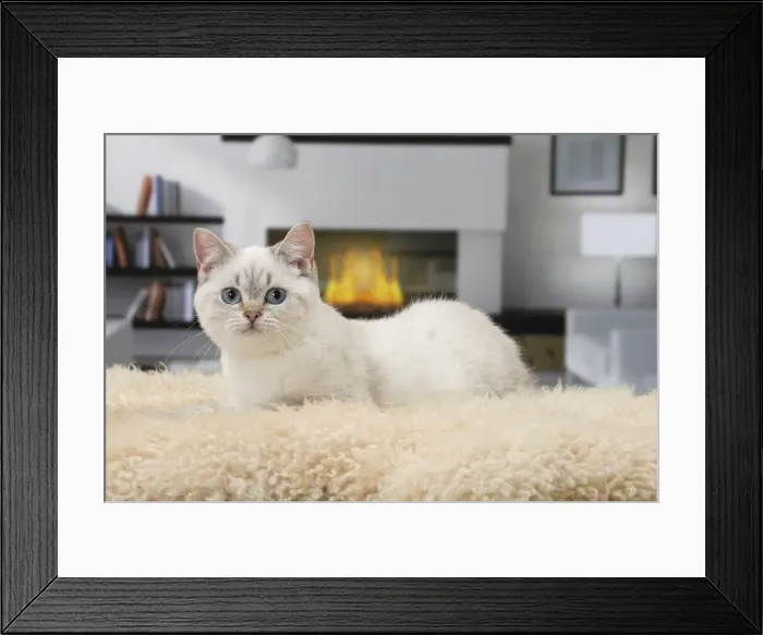 Framed Print : Picture No. 11092164 Framed Print : Picture No. 11092164