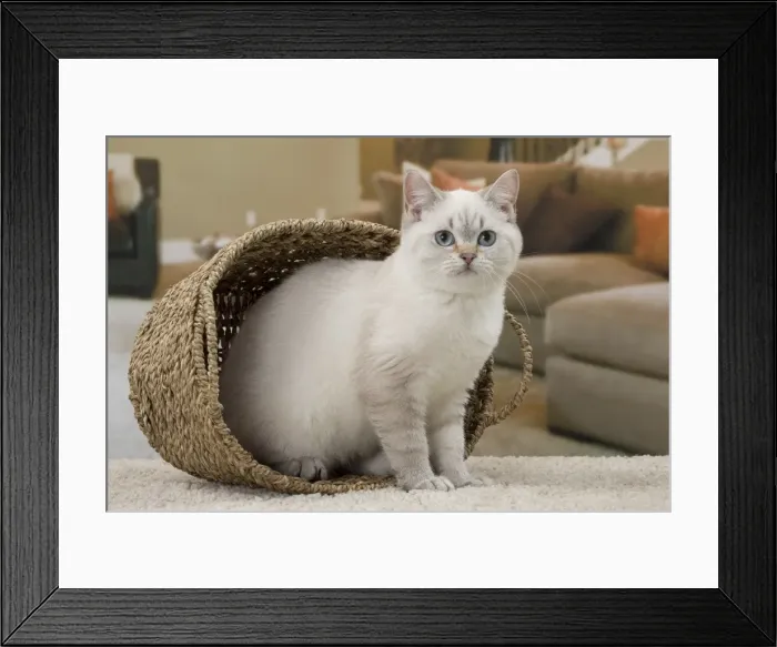 Framed Print : Picture No. 11092165 Framed Print : Picture No. 11092165