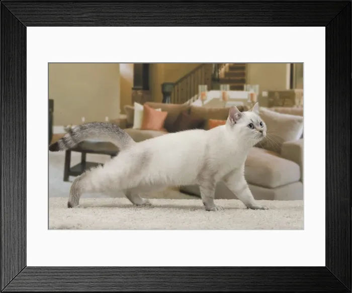 Framed Print : Picture No. 11092167